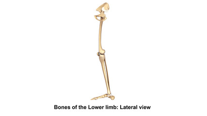 Bones of the Lower limb