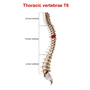 Thoracic vertebrae T6