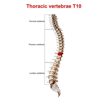 Thoracic vertebrae T10