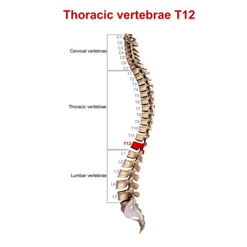 Thoracic vertebrae T12