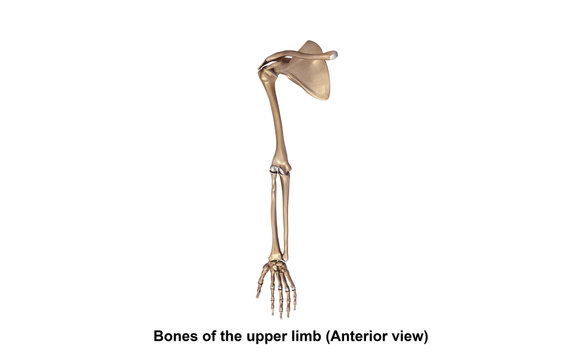 Bones of the upper limb © 7activestudio