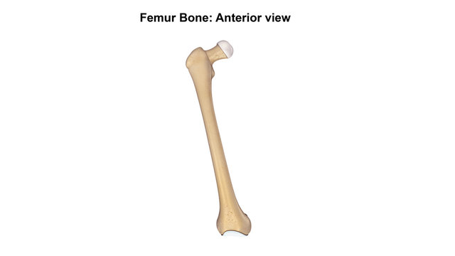 Femur bone_Anterior view