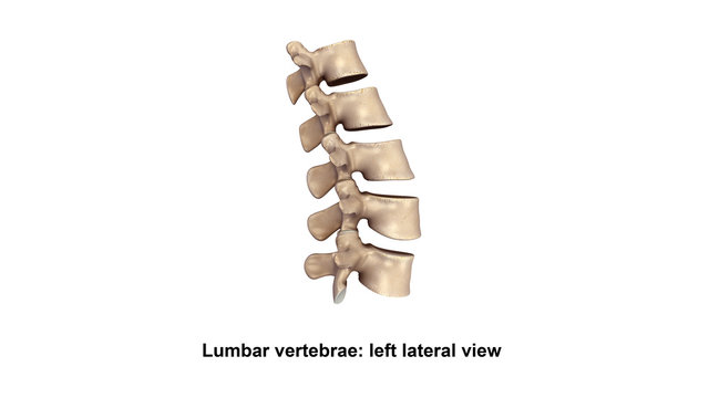 Lumbar Vertebrae_Lateral view