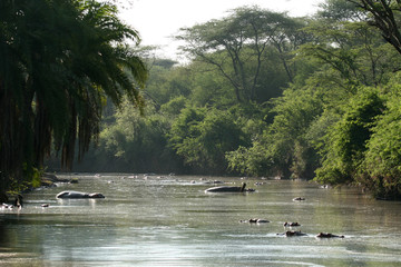 River - Serengeti Safari, Tanzania, Africa © Sam D'Cruz