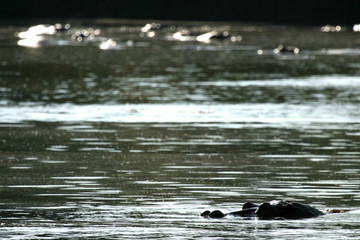 River - Serengeti Safari, Tanzania, Africa