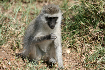 Naklejka na ściany i meble Vervet Monkey - Serengeti Safari, Africa