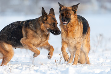 Two shepherd dog in snow field