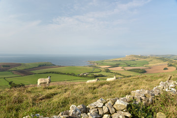 Fototapeta na wymiar Sheep on path, Swyre Head on Dorset coast