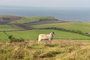 Fototapeta premium Sheep on path, Swyre Head on Dorset coast