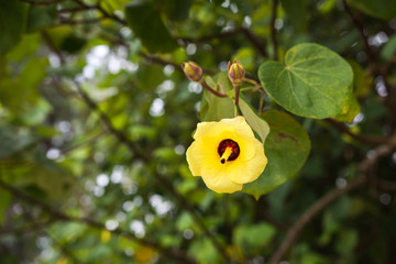 beautiful yellow flower on green nature background