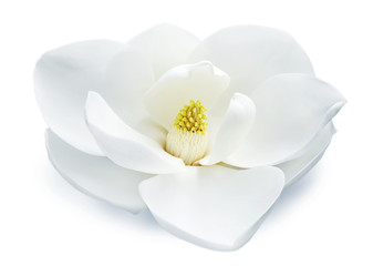 Weisse Blüte,  © Friedberg