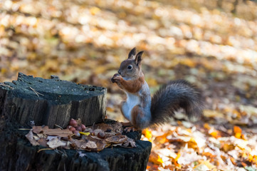 squirrel