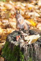 squirrel