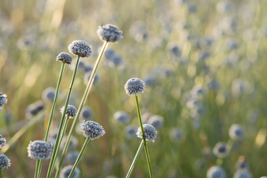Fototapeta grass gray flowers