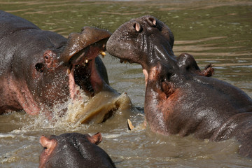 Hippos Fighting in Africa