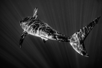 Fototapeta premium Great White shark ready to attack in black and white