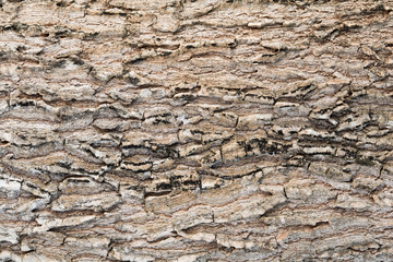 Texture of old wood background