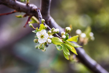 Spring blooming tree. Nature background. Beautiful flowers on branch