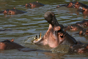 Fototapeta premium Hippo Mouth Wide Open in Africa