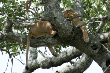 Lion sitting in Tree - Serengeti, Africa
