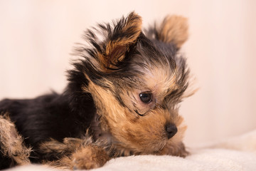 Beautiful puppy Yorkshire Terrier posing