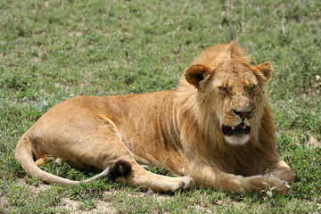 Naklejka na ściany i meble Male Lion - Serengeti Safari, Tanzania, Africa