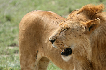 Lion - Serengeti Safari, Tanzania, Africa