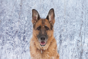 Dog breed German Shepherd in a snowy winter forest, close-up portrait