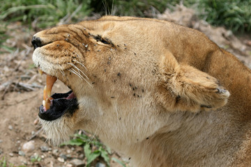 Female Lion - Serengeti Safari, Tanzania, Africa