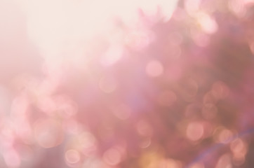 Blur nature pink flower flora with bokeh sun light abstract background.