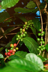 Green coffee beans