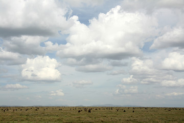 Fototapeta na wymiar Wildebeest - Serengeti Safari, Tanzania, Africa