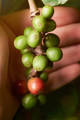 Farmer checking coffee beans