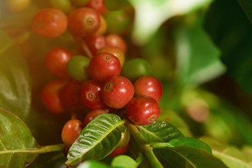 Red and green coffee beans