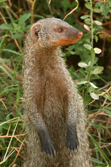 Naklejka na ściany i meble Banded Mongoose - Tanzania, Africa