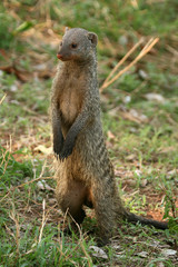 Banded Mongoose - Tanzania, Africa