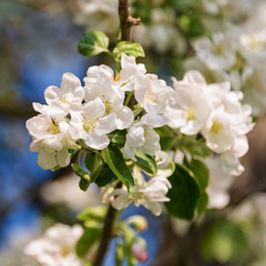 Spring blooming tree. Nature background. Beautiful apple flowers on branch