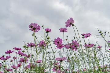 Obraz premium Purple cosmos flowers
