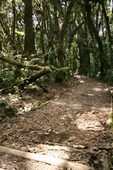 Mt Kilimanjaro - Machame Route, Tanzania, Africa
