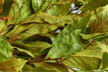 bouquet of dry Laurel leaves