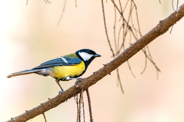 Bird - Great Tit (Parus major) on yellow background. Birds sitting on a branch next to the feeder. Autumn time.