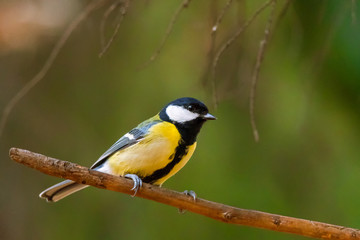 Obraz premium Bird - Great Tit (Parus major) is sitting on a branch next to the feeder. Autumn time.