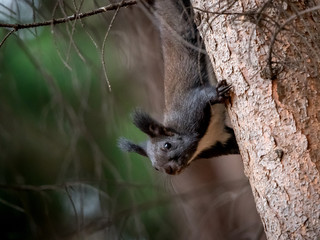 A wild black squirel captured in a cold sunny autumn autumn day.