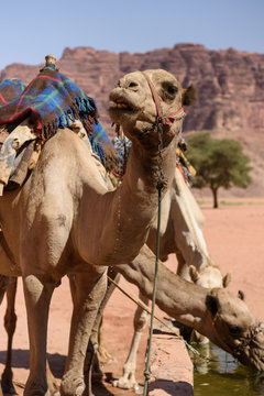 Camel drinking in Wadi Rum, Jordan