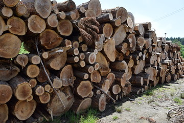 伐採直後に積まれた杉の丸太