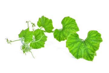 branch of pumpkin leaf isolated on white background