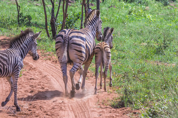 Zebra's grazing in the  wild at the Welgevonden Game Reserve in South Africa