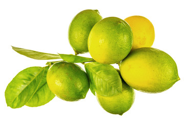  grappe de citrons verts bio, fond blanc 