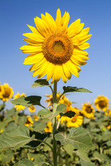 Sunflowers and blue sky.
