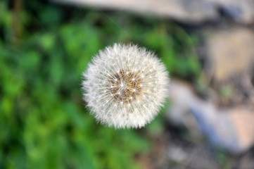 light dandelion